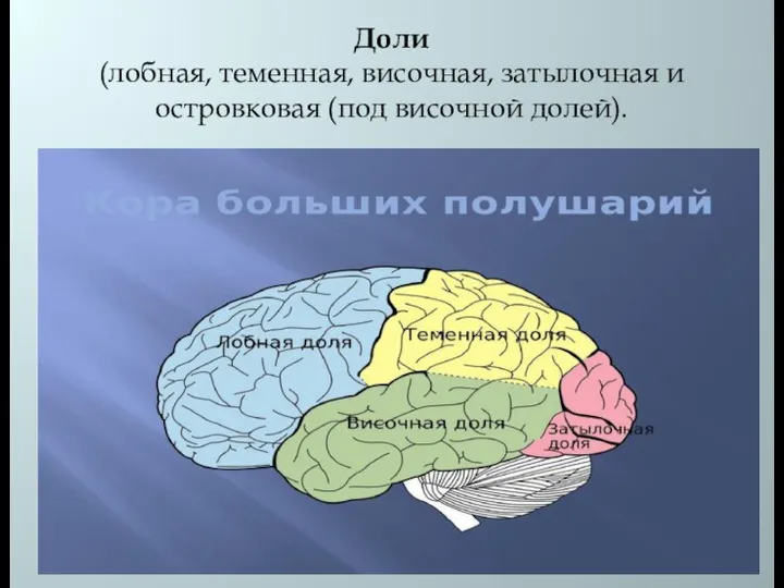 Доли (лобная, теменная, височная, затылочная и островковая (под височной долей).