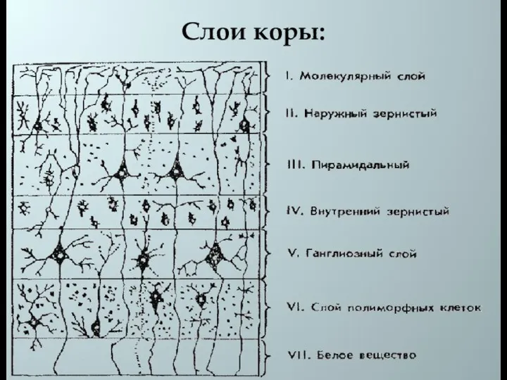 Слои коры: