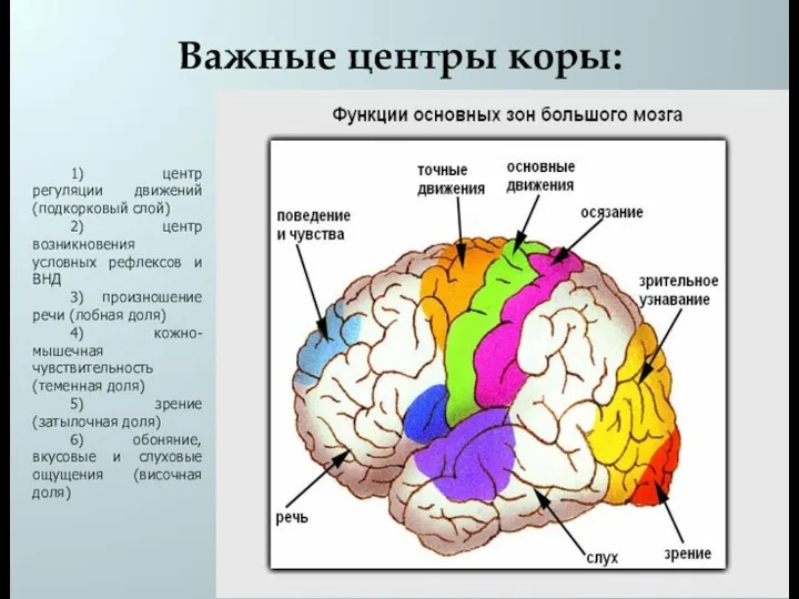 Важные центры коры: 1) центр регуляции движений (подкорковый слой) 2) центр возникновения