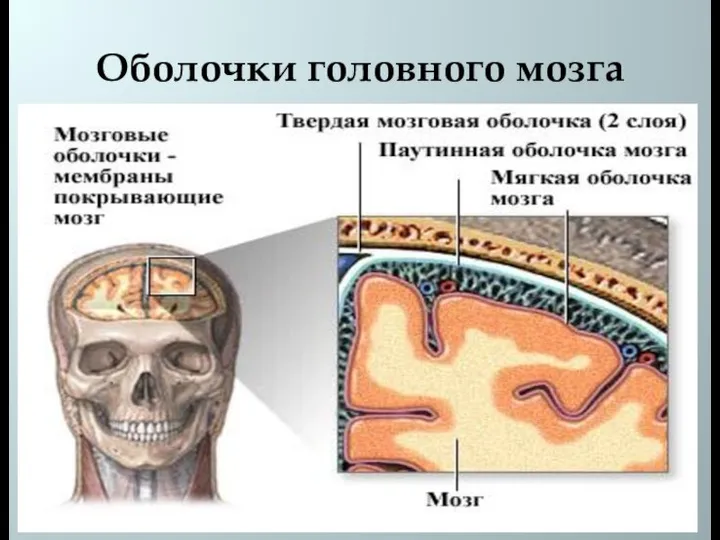 Оболочки головного мозга