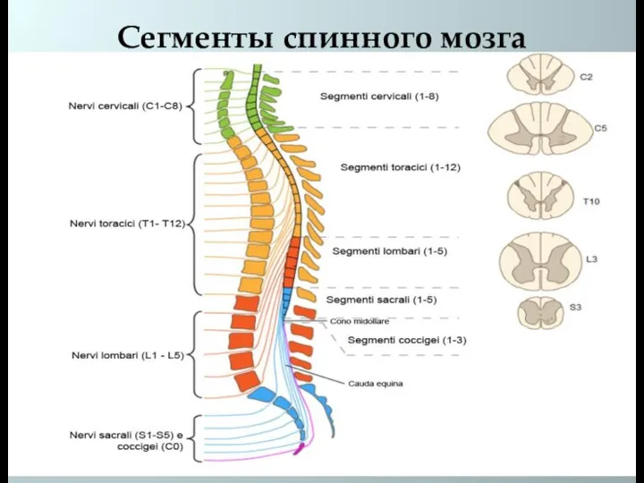 Сегменты спинного мозга