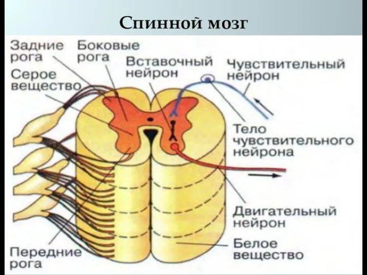 Спинной мозг