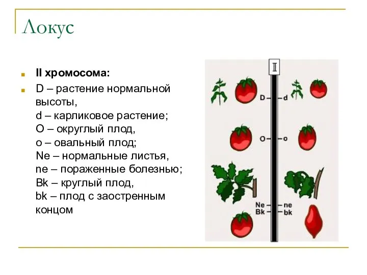 Локус II хромосома: D – растение нормальной высоты, d – карликовое растение;