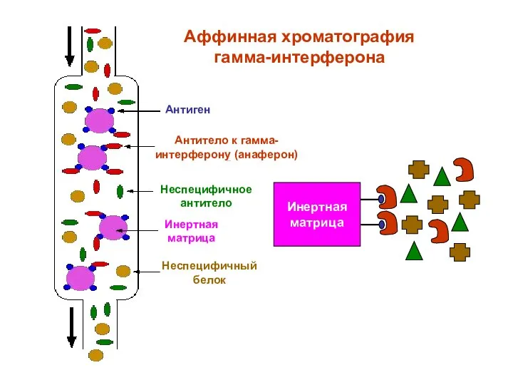 Антиген Антитело к гамма-интерферону (анаферон) Неспецифичное антитело Инертная матрица Неспецифичный белок Аффинная хроматография гамма-интерферона