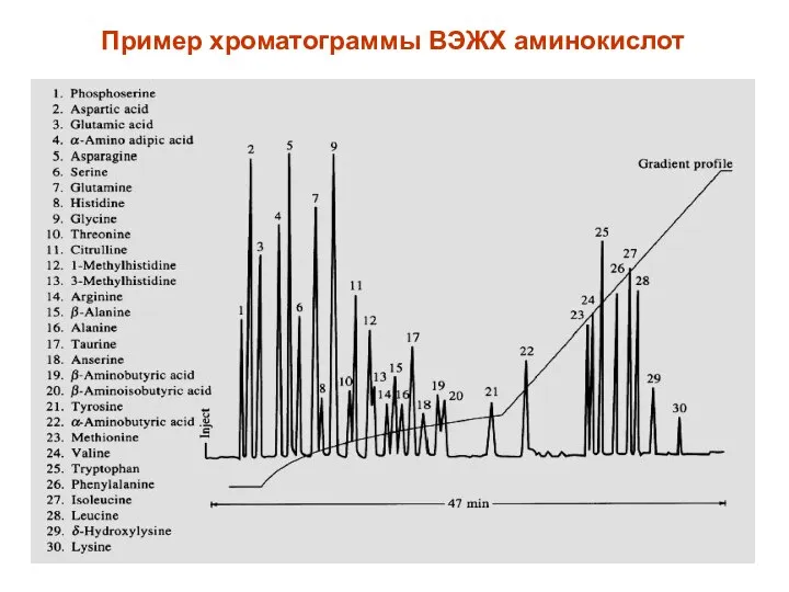 Пример хроматограммы ВЭЖХ аминокислот