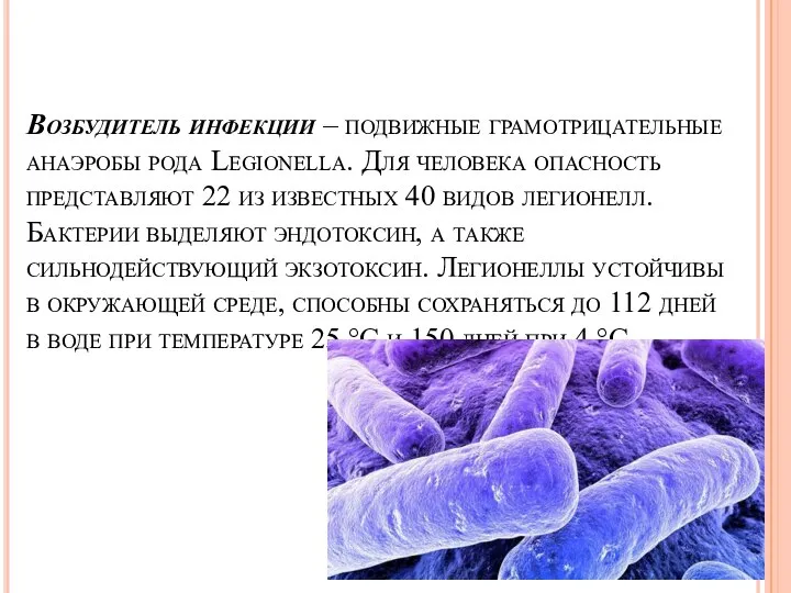 Возбудитель инфекции – подвижные грамотрицательные анаэробы рода Legionella. Для человека опасность представляют