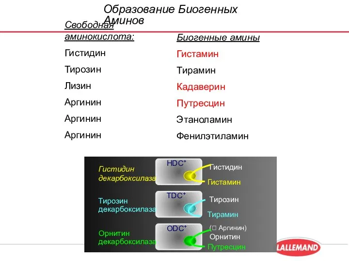 Свободная аминокислота: Гистидин Тирозин Лизин Аргинин Аргинин Аргинин Биогенные амины Гистамин Тирамин