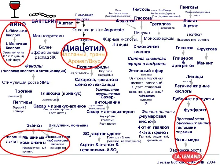 ВИНО БАКТЕРИЯ Фенолы (галловая кислота и антоцианидин) Стимуляция роста ЯМБ Производство биогенных