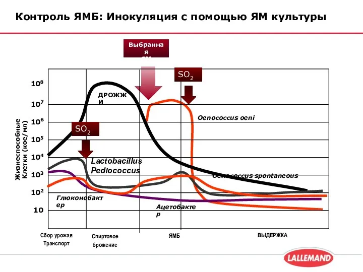 Контроль ЯМБ: Инокуляция с помощью ЯМ культуры Сбор урожая Транспорт Спиртовое брожение ЯМБ ВЫДЕРЖКА