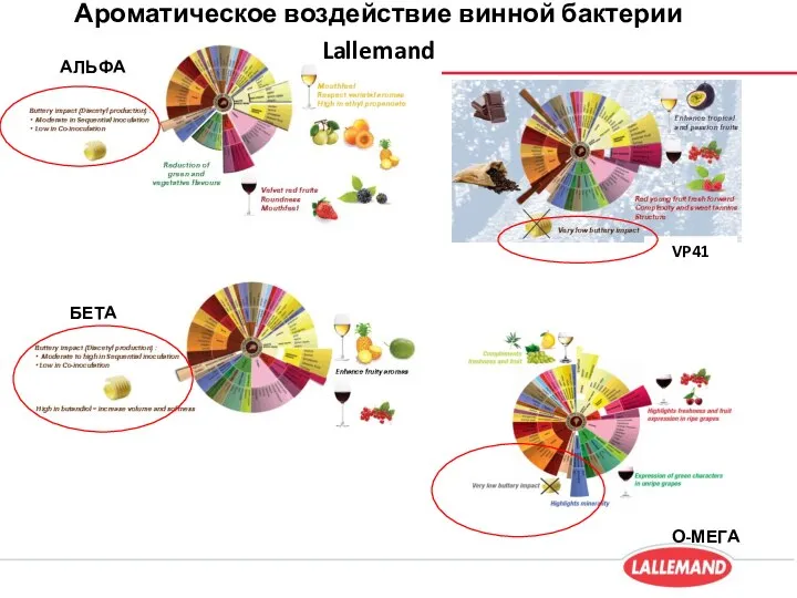 Ароматическое воздействие винной бактерии Lallemand АЛЬФА VP41 БЕТА О-МЕГА