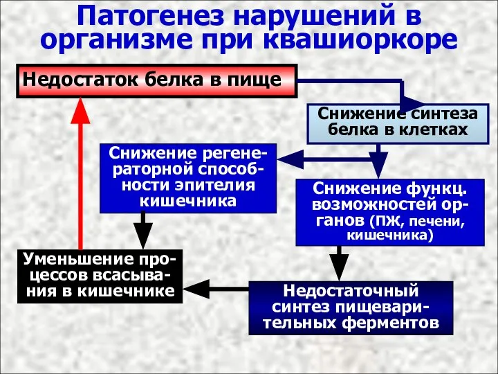 Патогенез нарушений в организме при квашиоркоре Недостаток белка в пище Снижение синтеза