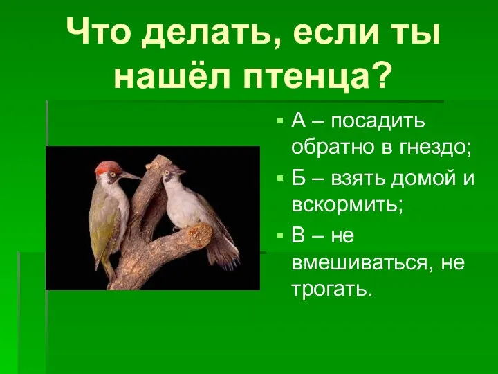 Что делать, если ты нашёл птенца? А – посадить обратно в гнездо;