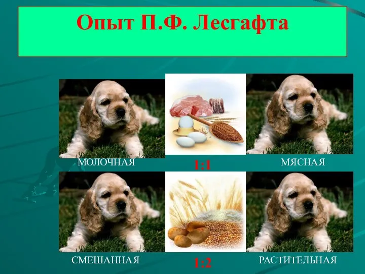 Опыт П.Ф. Лесгафта МОЛОЧНАЯ МЯСНАЯ СМЕШАННАЯ РАСТИТЕЛЬНАЯ 1:1 1:2