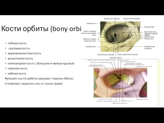 Кости орбиты (bony orbit): лобная кость скуловая кость верхнечелюстная кость решетчатая кость