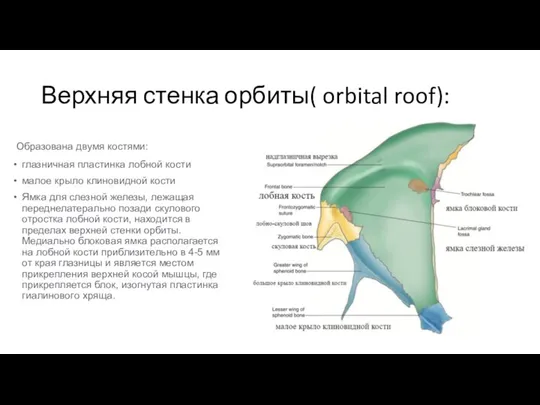 Верхняя стенка орбиты( orbital roof): Образована двумя костями: глазничная пластинка лобной кости