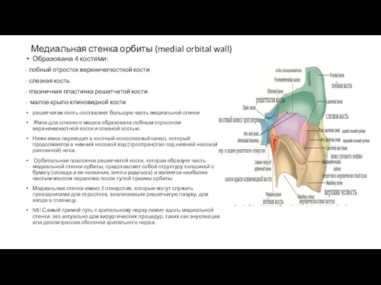 Медиальная стенка орбиты (medial orbital wall) Образована 4 костями: - лобный отросток