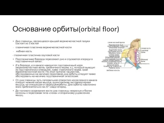 Основание орбиты(orbital floor) Дно глазницы, являющееся крышей верхнечелюстной пазухи состоит из 3