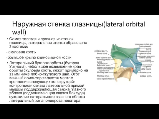 Наружная стенка глазницы(lateral orbital wall) Самая толстая и прочная из стенок глазницы,