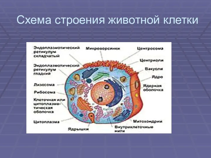 Схема строения животной клетки