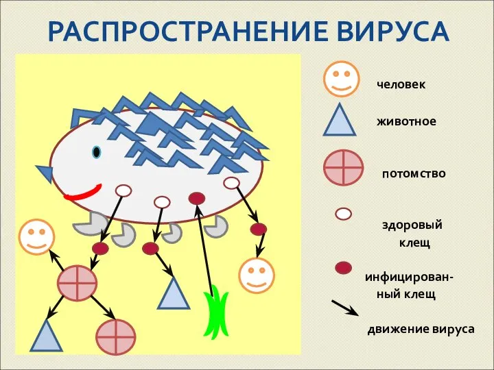 РАСПРОСТРАНЕНИЕ ВИРУСА человек животное потомство здоровый клещ инфицирован- ный клещ движение вируса