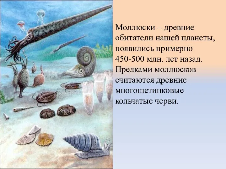 Моллюски – древние обитатели нашей планеты, появились примерно 450-500 млн. лет назад.