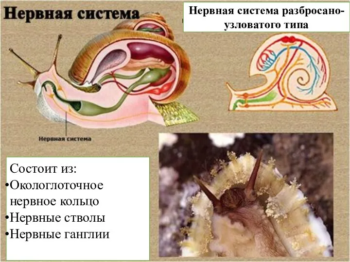 Нервная система разбросано-узловатого типа Состоит из: Окологлоточное нервное кольцо Нервные стволы Нервные ганглии