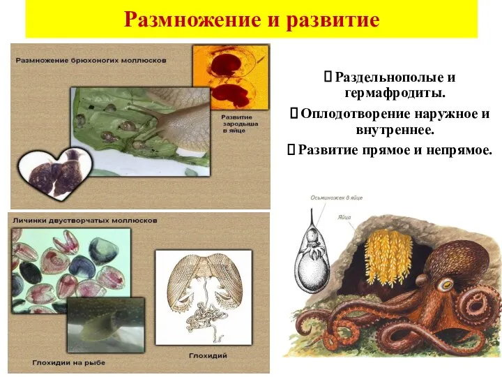 Размножение и развитие Раздельнополые и гермафродиты. Оплодотворение наружное и внутреннее. Развитие прямое и непрямое.