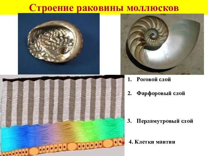 Строение раковины моллюсков Роговой слой Фарфоровый слой Перламутровый слой 4. Клетки мантии