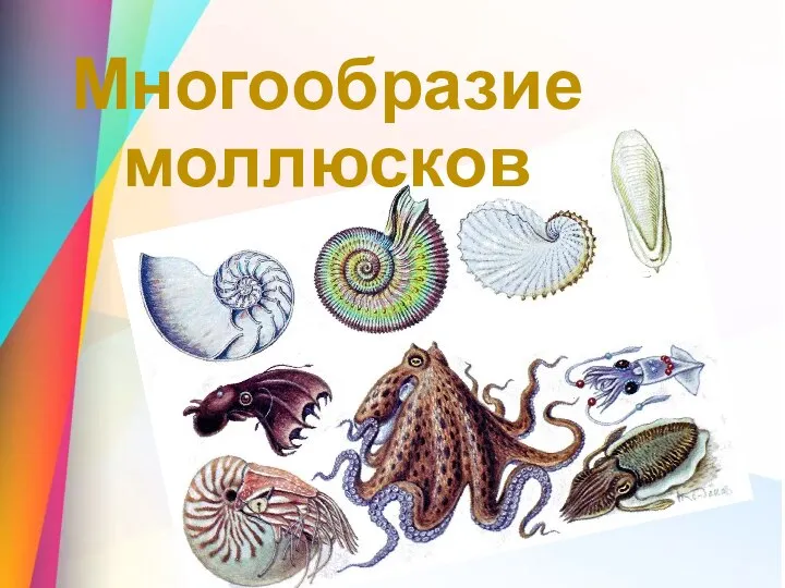 Многообразие моллюсков