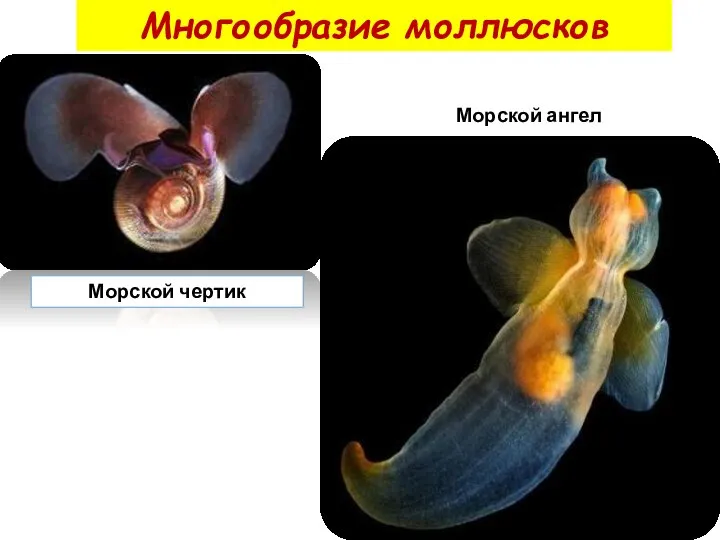 Многообразие моллюсков Морской ангел Морской чертик