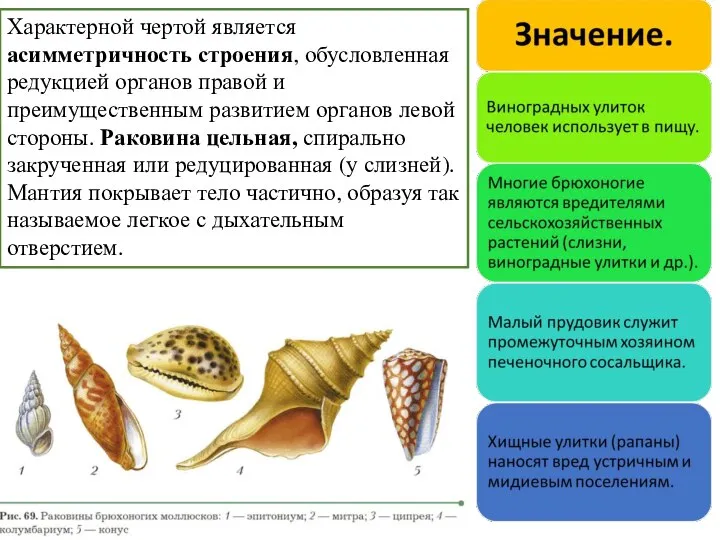 Характерной чертой является асимметричность строения, обусловленная редукцией органов правой и преимущественным развитием