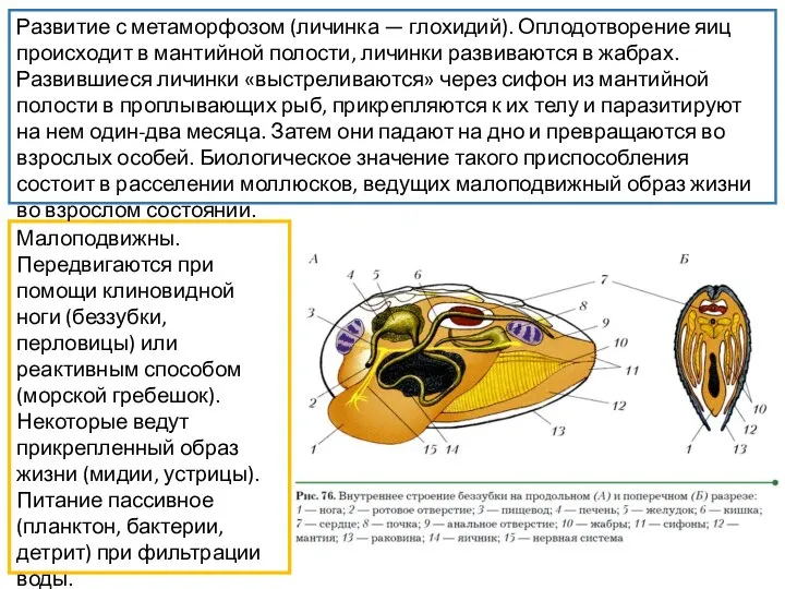 Малоподвижны. Передвигаются при помощи клиновидной ноги (беззубки, перловицы) или реактивным способом (морской