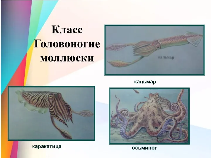 Класс Головоногие моллюски кальмар каракатица осьминог