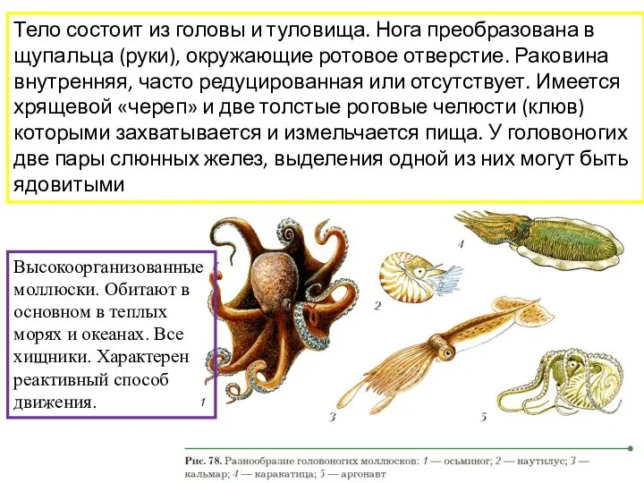 Высокоорганизованные моллюски. Обитают в основном в теплых морях и океанах. Все хищники.