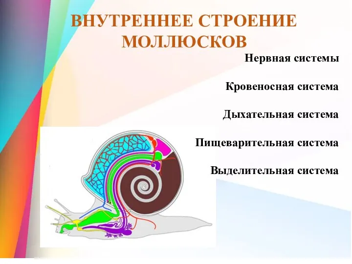 ВНУТРЕННЕЕ СТРОЕНИЕ МОЛЛЮСКОВ Нервная системы Кровеносная система Дыхательная система Пищеварительная система Выделительная система