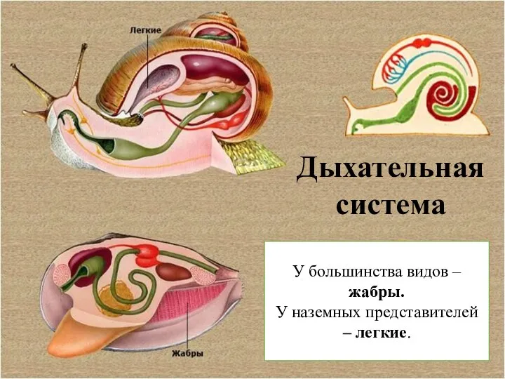 Дыхательная система У большинства видов – жабры. У наземных представителей – легкие.