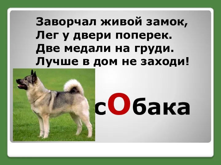 Заворчал живой замок, Лег у двери поперек. Две медали на груди. Лучше