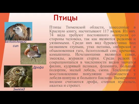 Птицы Птицы Тюменской области, занесенные в Красную книгу, насчитывают 117 видов. Из
