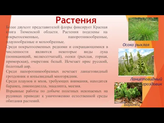 Растения Более двухсот представителей флоры фиксирует Красная книга Тюменской области. Растения поделены