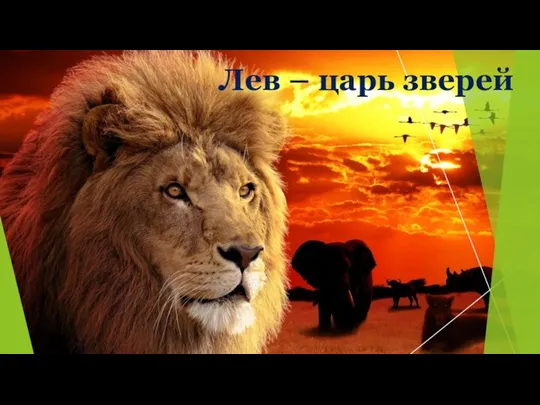 Лев – царь зверей
