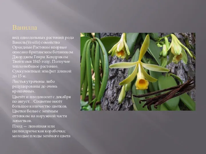 Ванилла вид однодольных растений рода Ваниль(Vanilla) семейства Орхидные Растение впервые описано британским