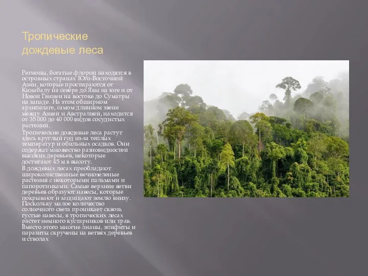 Тропические дождевые леса Регионы, богатые флорой находятся в островных странах Юго-Восточной Азии,