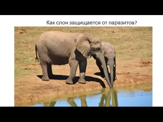 Как слон защищается от паразитов?