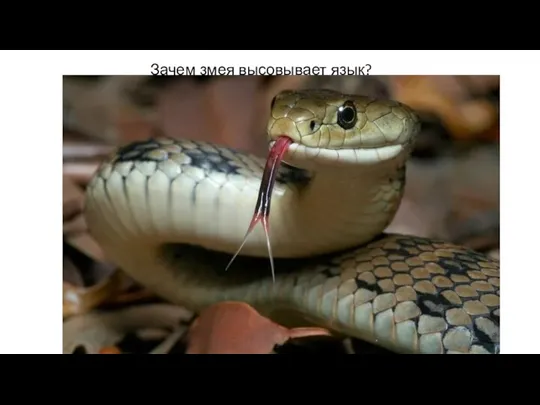 Зачем змея высовывает язык?