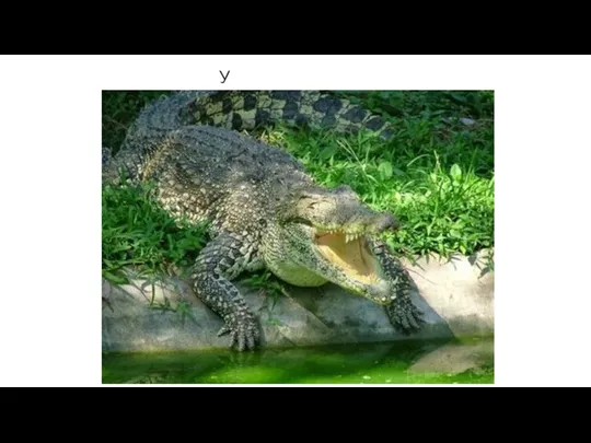 У крокодила.