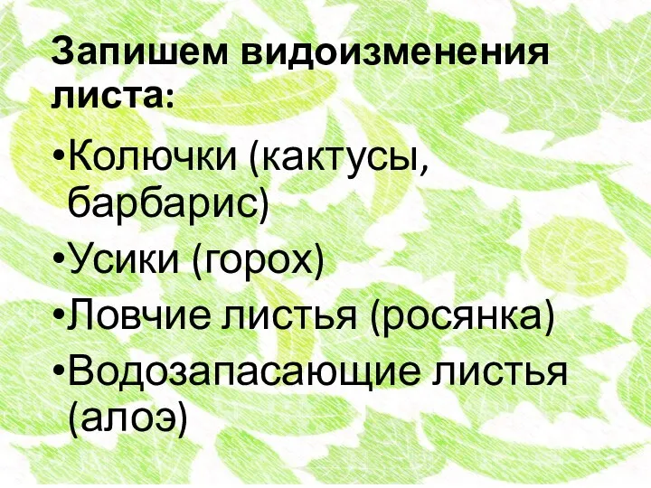 Запишем видоизменения листа: Колючки (кактусы, барбарис) Усики (горох) Ловчие листья (росянка) Водозапасающие листья (алоэ)