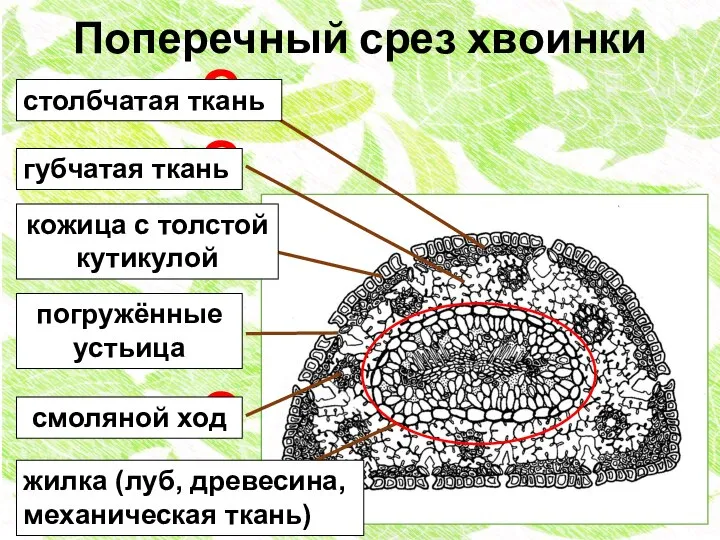 Поперечный срез хвоинки ? ? ? ? ? ? жилка (луб, древесина,