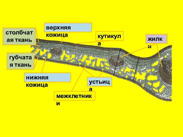 верхняя кожица нижняя кожица устьица межклетники кутикула жилки губчатая ткань