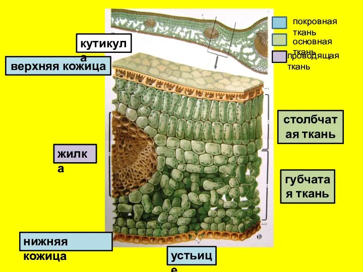 губчатая ткань столбчатая ткань верхняя кожица нижняя кожица устьице жилка кутикула покровная