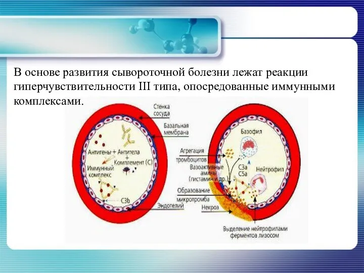 В основе развития сывороточной болезни лежат реакции гиперчувствительности III типа, опосредованные иммунными комплексами.